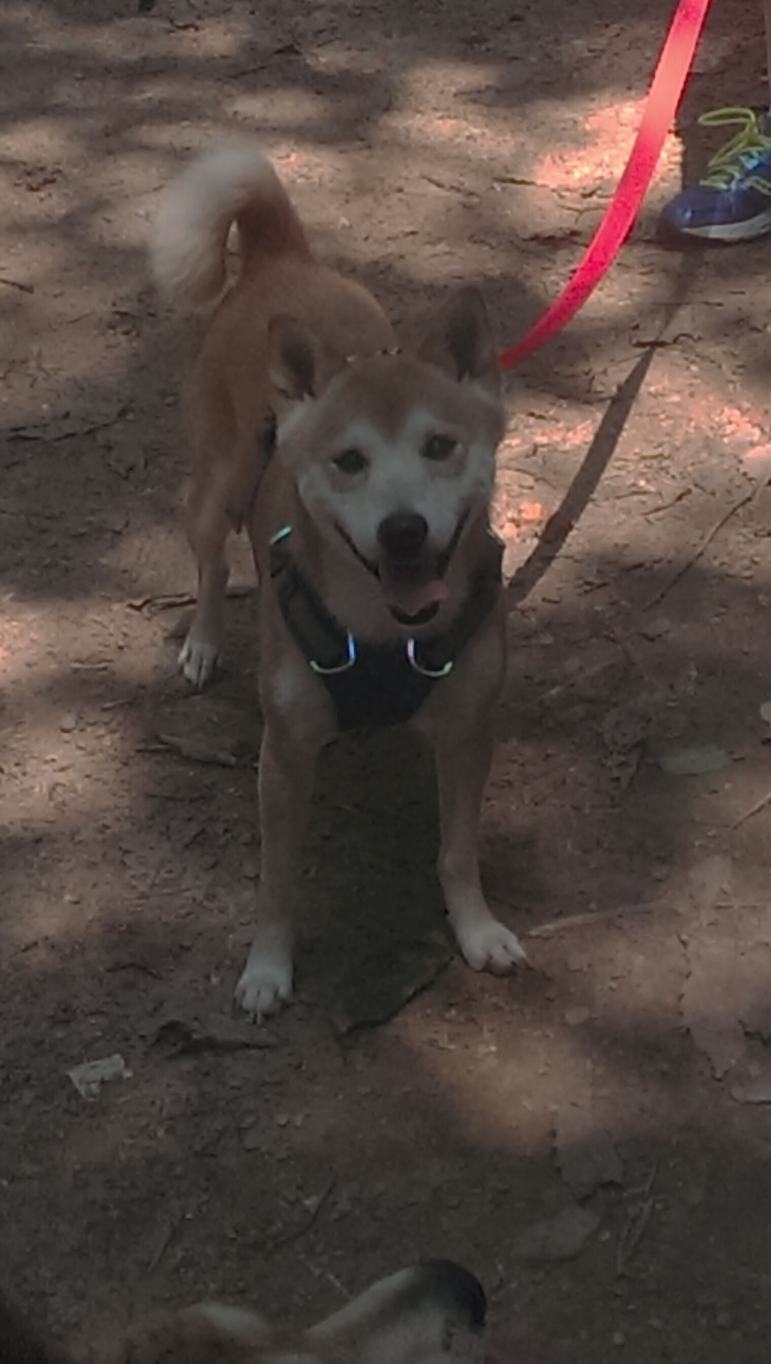 开云·体育官网APP下载-伊朗马术队在巴黎奥运会盛装舞步赛中获得第八名，成绩可圈可点。